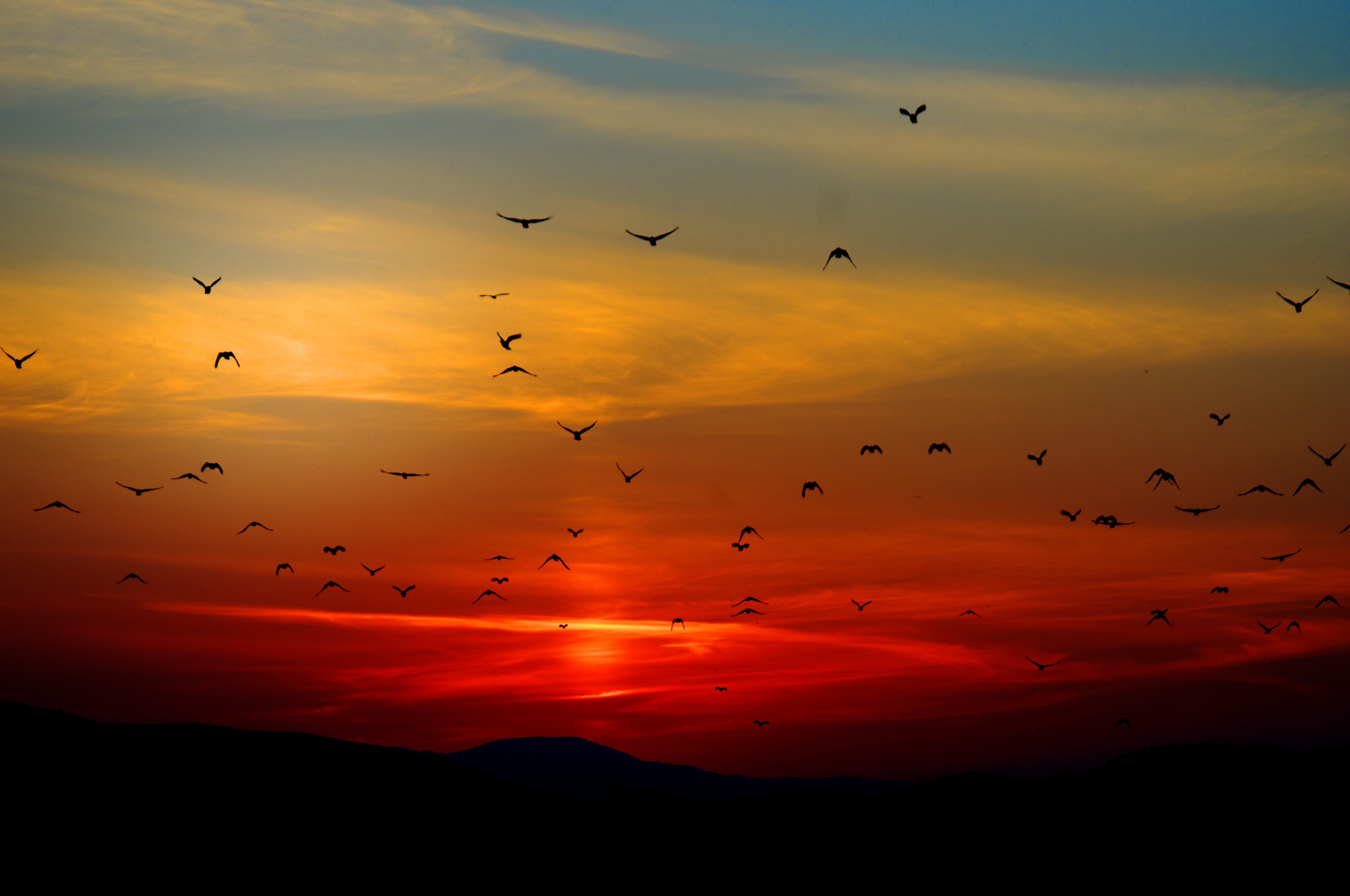 flock-of-birds-flying-above-the-mountain-during-sunset-70577